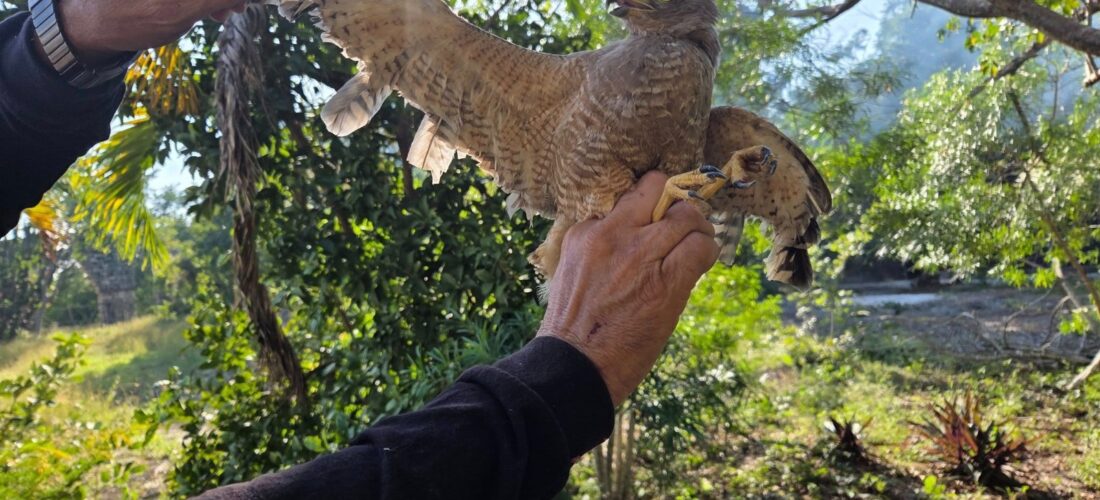 RESCATAN AGUILILLA QUE TENÍAN COMO MASCOTA