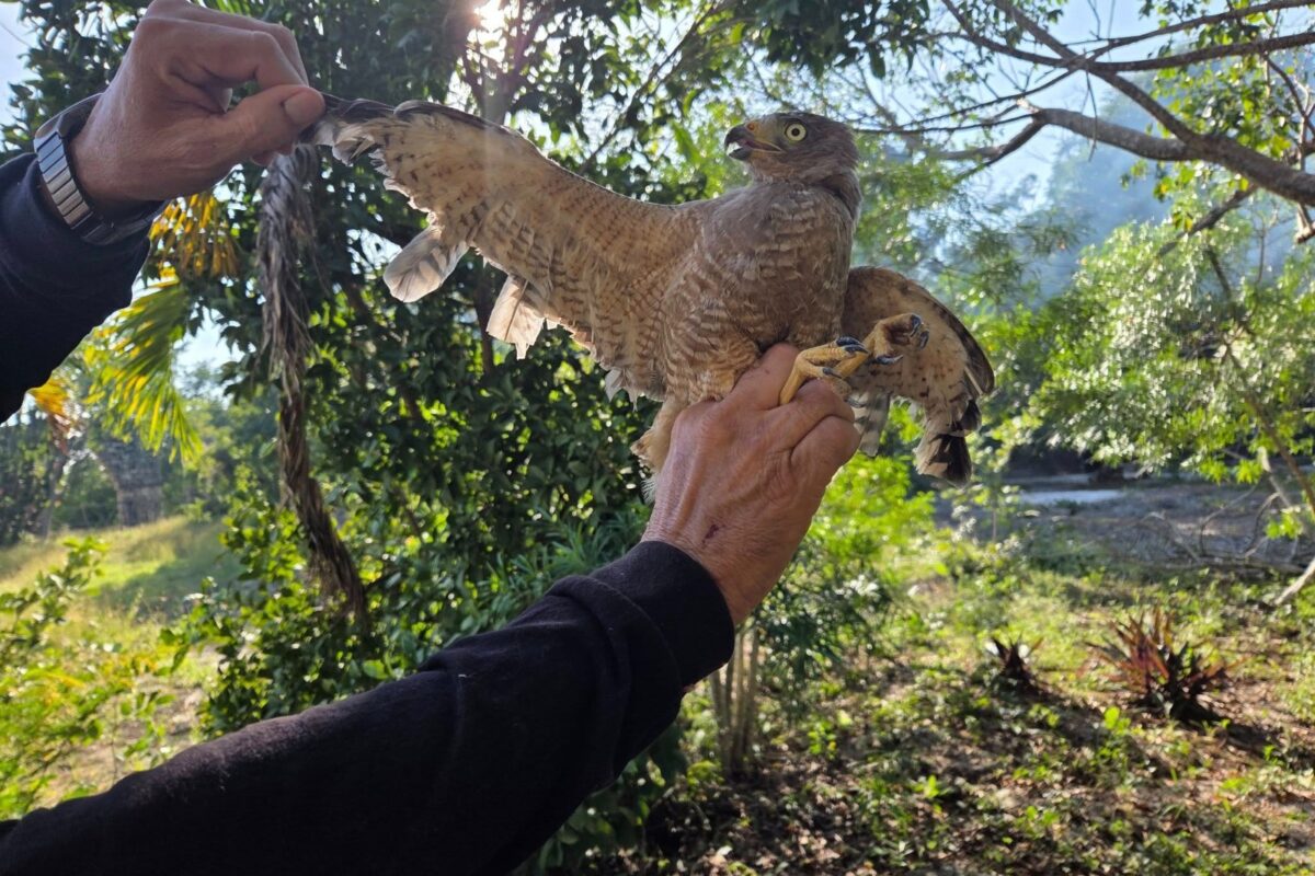 RESCATAN AGUILILLA QUE TENÍAN COMO MASCOTA