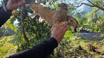 RESCATAN AGUILILLA QUE TENÍAN COMO MASCOTA