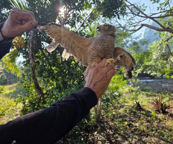 RESCATAN AGUILILLA QUE TENÍAN COMO MASCOTA