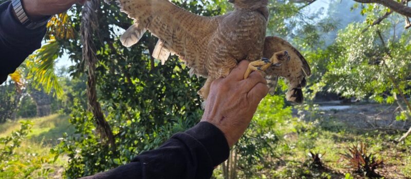 RESCATAN AGUILILLA QUE TENÍAN COMO MASCOTA
