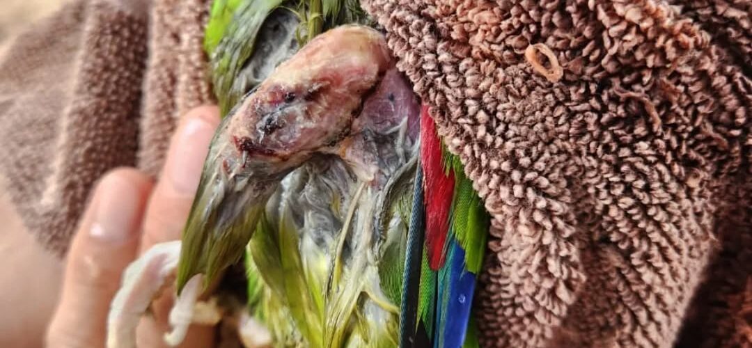 ATIENDEN A LOROS CON GRAVES LESIONES