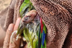 ATIENDEN A LOROS CON GRAVES LESIONES