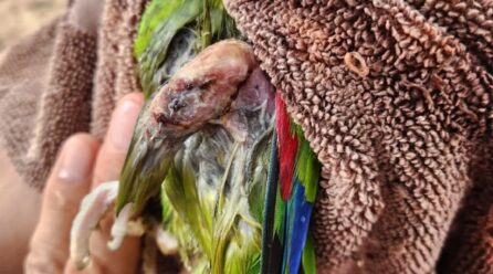 ATIENDEN A LOROS CON GRAVES LESIONES