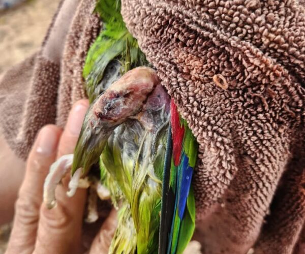 ATIENDEN A LOROS CON GRAVES LESIONES