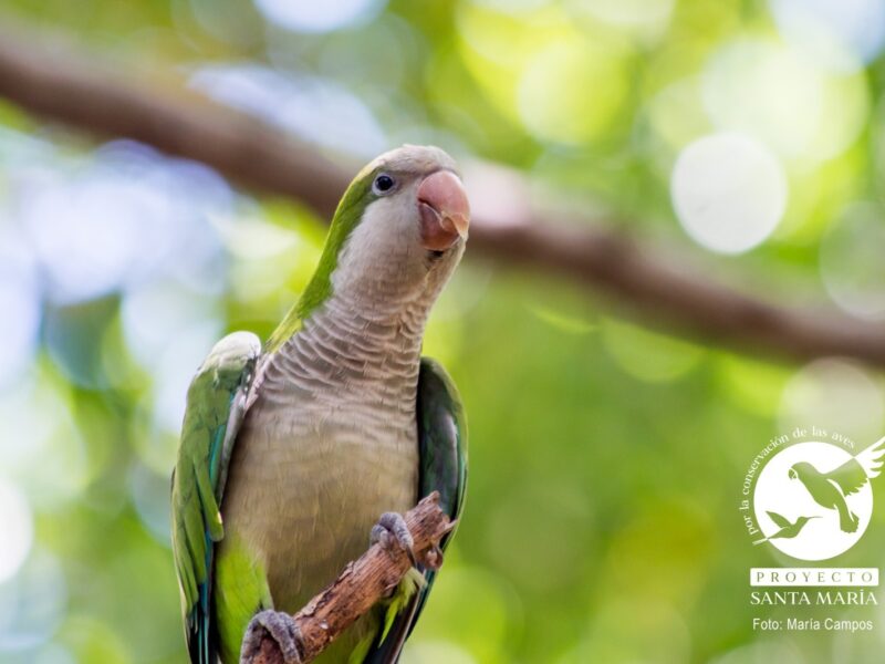 PROYECTO SANTA MARIA PRESENTA RESULTADOS