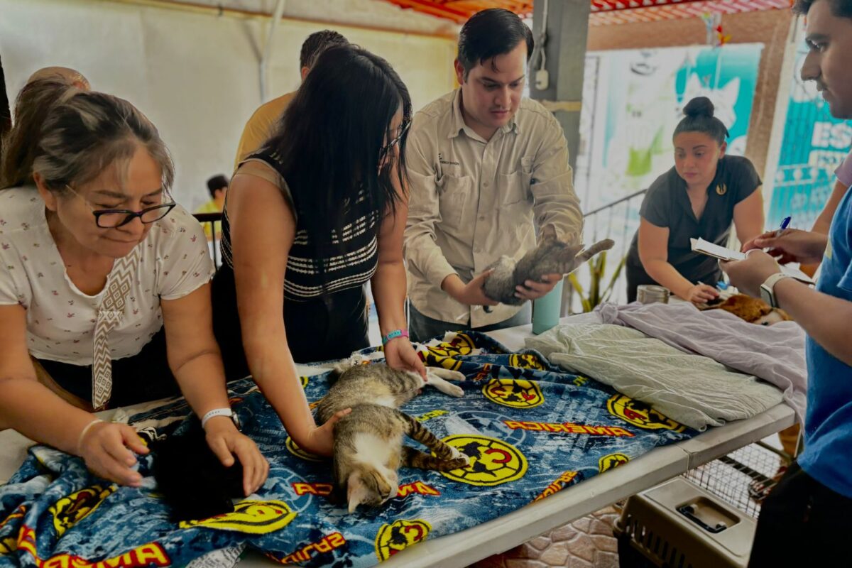 BIENESTAR ANIMAL EN EL FRACCIONAMIENTO DEL SUR