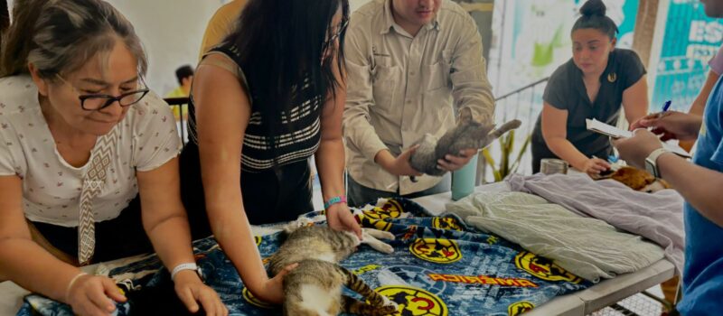 BIENESTAR ANIMAL EN EL FRACCIONAMIENTO DEL SUR