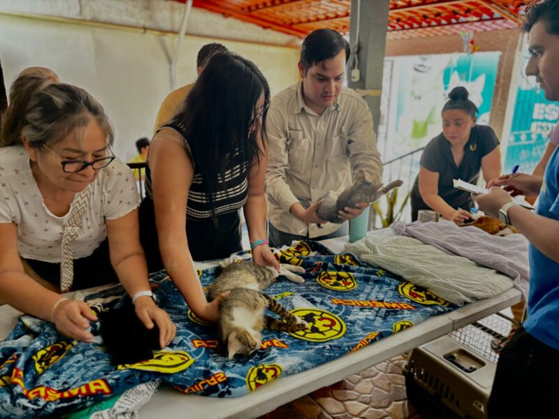 BIENESTAR ANIMAL EN EL FRACCIONAMIENTO DEL SUR