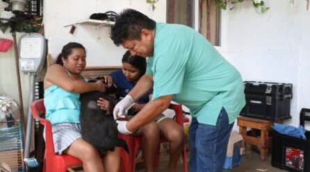 MASCOTAS MÁS SANAS Y MÁS FELICES