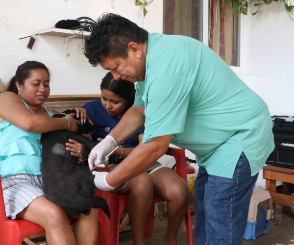 MASCOTAS MÁS SANAS Y MÁS FELICES