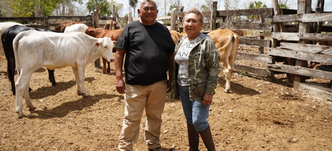EL RESCATE DE VIENTRES FORTALECE A LA GANADERÍA