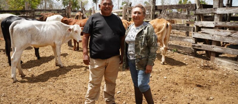 EL RESCATE DE VIENTRES FORTALECE A LA GANADERÍA