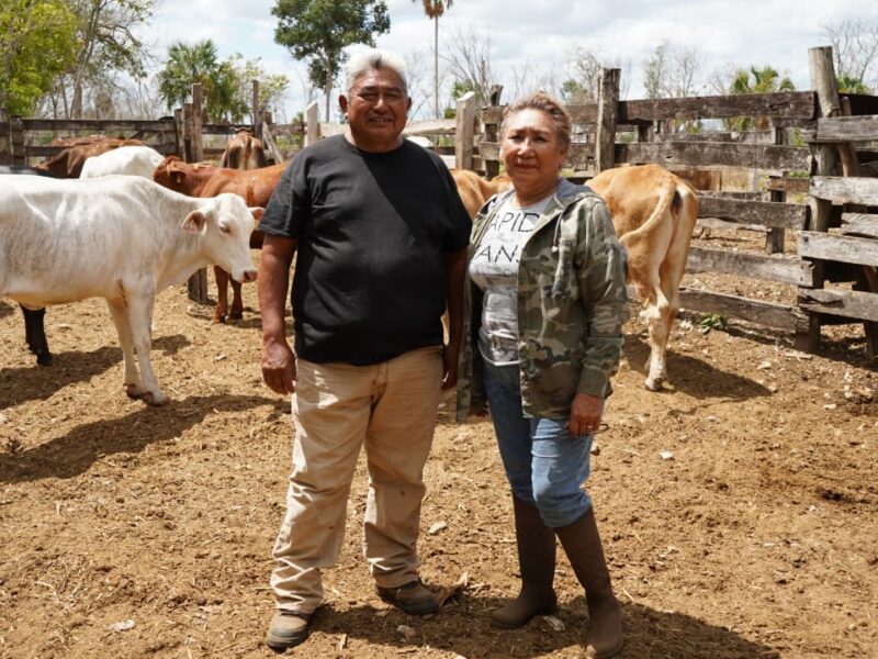 EL RESCATE DE VIENTRES FORTALECE A LA GANADERÍA
