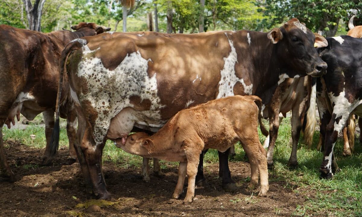 NACEN LOS PRIMEROS BECERROS POR INSEMINACIÓN ARTIFICIAL