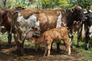 NACEN LOS PRIMEROS BECERROS POR INSEMINACIÓN ARTIFICIAL