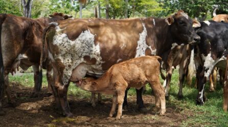 NACEN LOS PRIMEROS BECERROS POR INSEMINACIÓN ARTIFICIAL