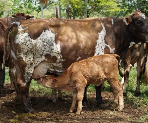 NACEN LOS PRIMEROS BECERROS POR INSEMINACIÓN ARTIFICIAL