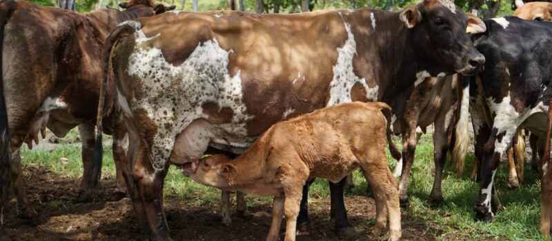 NACEN LOS PRIMEROS BECERROS POR INSEMINACIÓN ARTIFICIAL