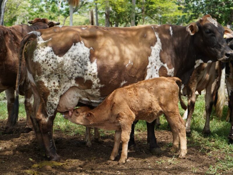 NACEN LOS PRIMEROS BECERROS POR INSEMINACIÓN ARTIFICIAL