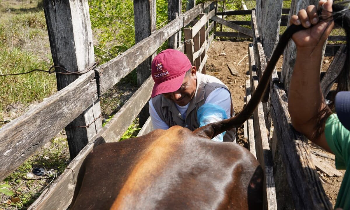 GOBIERNO CONTINUA IMPULSANDO  LA INSEMINACIÓN ARTIFICIAL