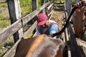 GOBIERNO CONTINUA IMPULSANDO  LA INSEMINACIÓN ARTIFICIAL