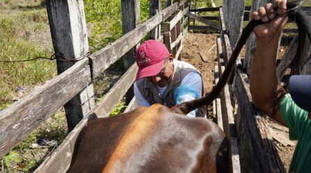 GOBIERNO CONTINUA IMPULSANDO LA INSEMINACIÓN ARTIFICIAL