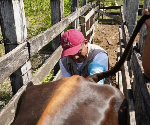 GOBIERNO CONTINUA IMPULSANDO LA INSEMINACIÓN ARTIFICIAL