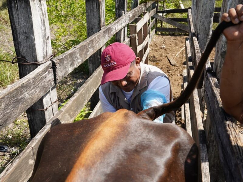 GOBIERNO CONTINUA IMPULSANDO  LA INSEMINACIÓN ARTIFICIAL