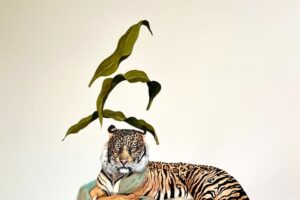 CACHORROS DE TIGRE YA ESTÁ EN YUCATÁN