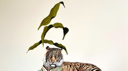 CACHORROS DE TIGRE YA ESTÁ EN YUCATÁN