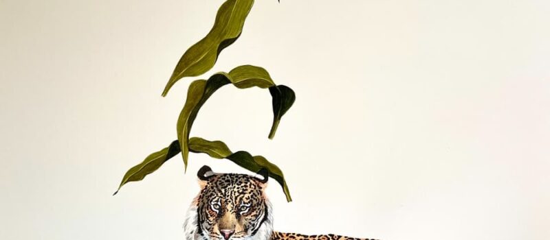 CACHORROS DE TIGRE YA ESTÁ EN YUCATÁN