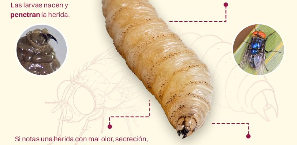 REPORTA CUALQUIER SOSPECHA PARA PREVENIR INFECCIONES