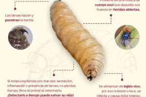 REPORTA CUALQUIER SOSPECHA PARA PREVENIR INFECCIONES