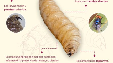 REPORTA CUALQUIER SOSPECHA PARA PREVENIR INFECCIONES