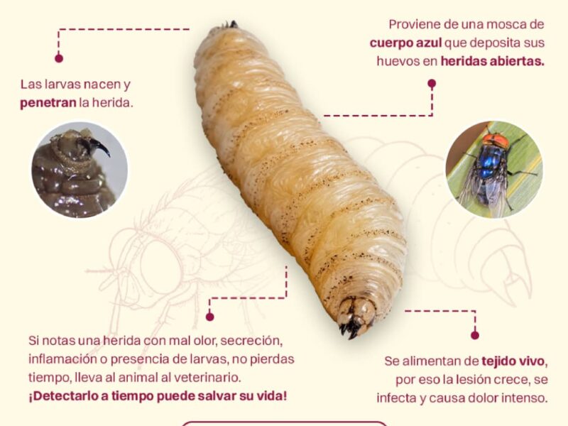 REPORTA CUALQUIER SOSPECHA PARA PREVENIR INFECCIONES