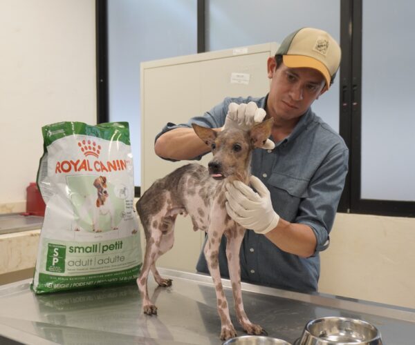 LOMITOS RECATADOS POR LA UPA